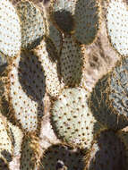 Image of Dollar-joint Prickly-pear