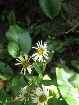 Image of Leptostelma catharinense (Cabrera) A. M. Teles & Sobral