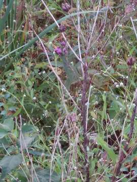 Image of New York ironweed