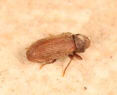 Image of furniture beetle