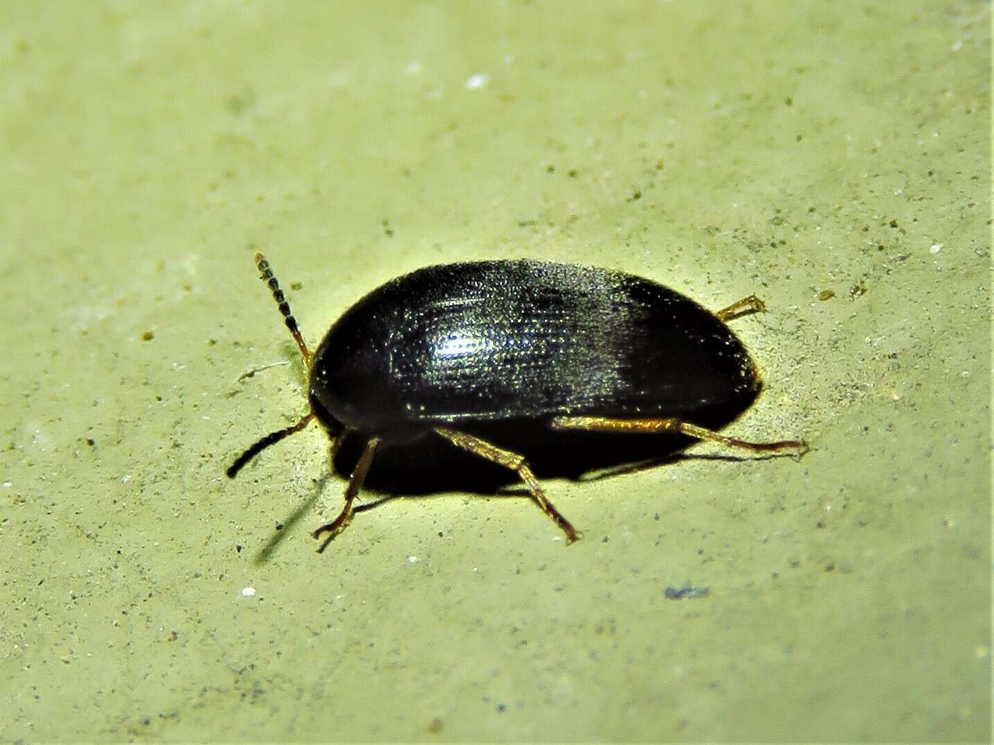 Sivun Eustrophopsis bicolor (Fabricius 1798) kuva