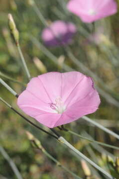 Image of Convolvulus pseudocantabrica Schrenk