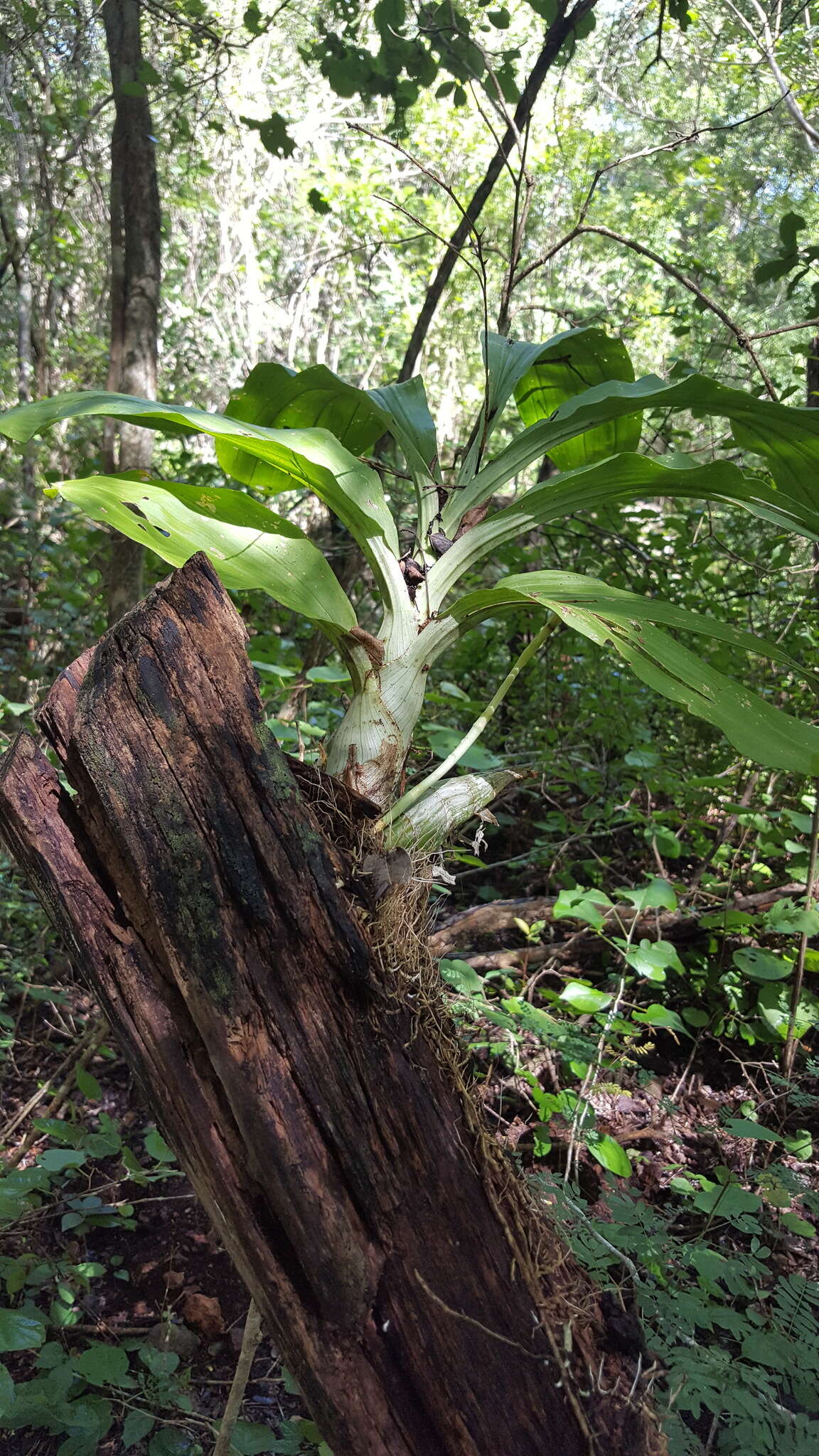 Image of Catasetum integerrimum Hook.