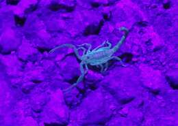 Image of Arizona Bark Scorpion