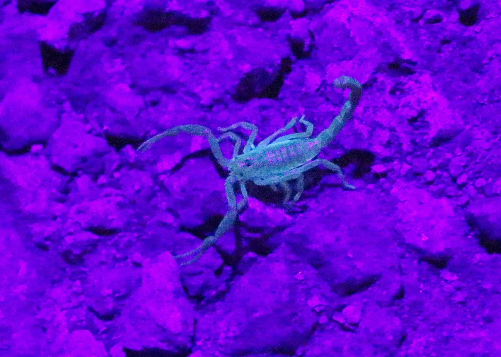 Image of Arizona Bark Scorpion