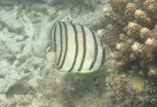 Image of Eight Banded Butterflyfish