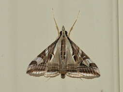 Sivun Agrioglypta itysalis Walker 1859 kuva