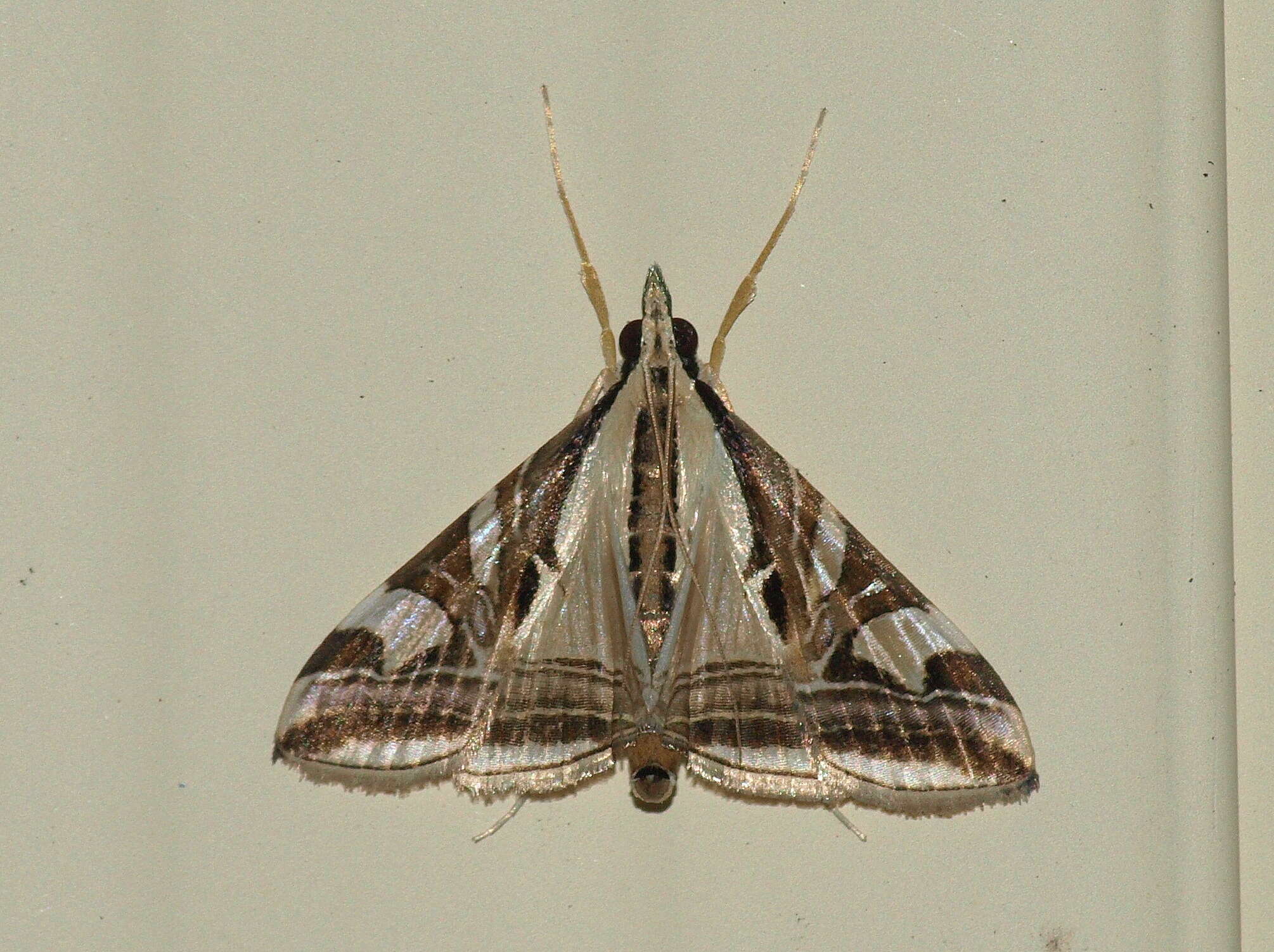 Sivun Agrioglypta itysalis Walker 1859 kuva