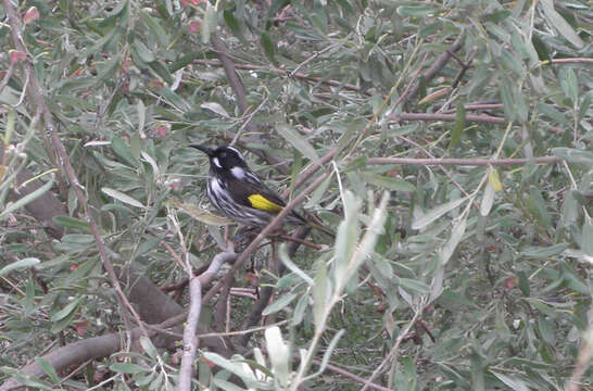 Image of New Holland Honeyeater