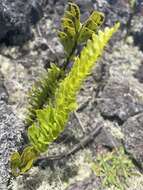 Слика од Polypodium pellucidum Kaulf.