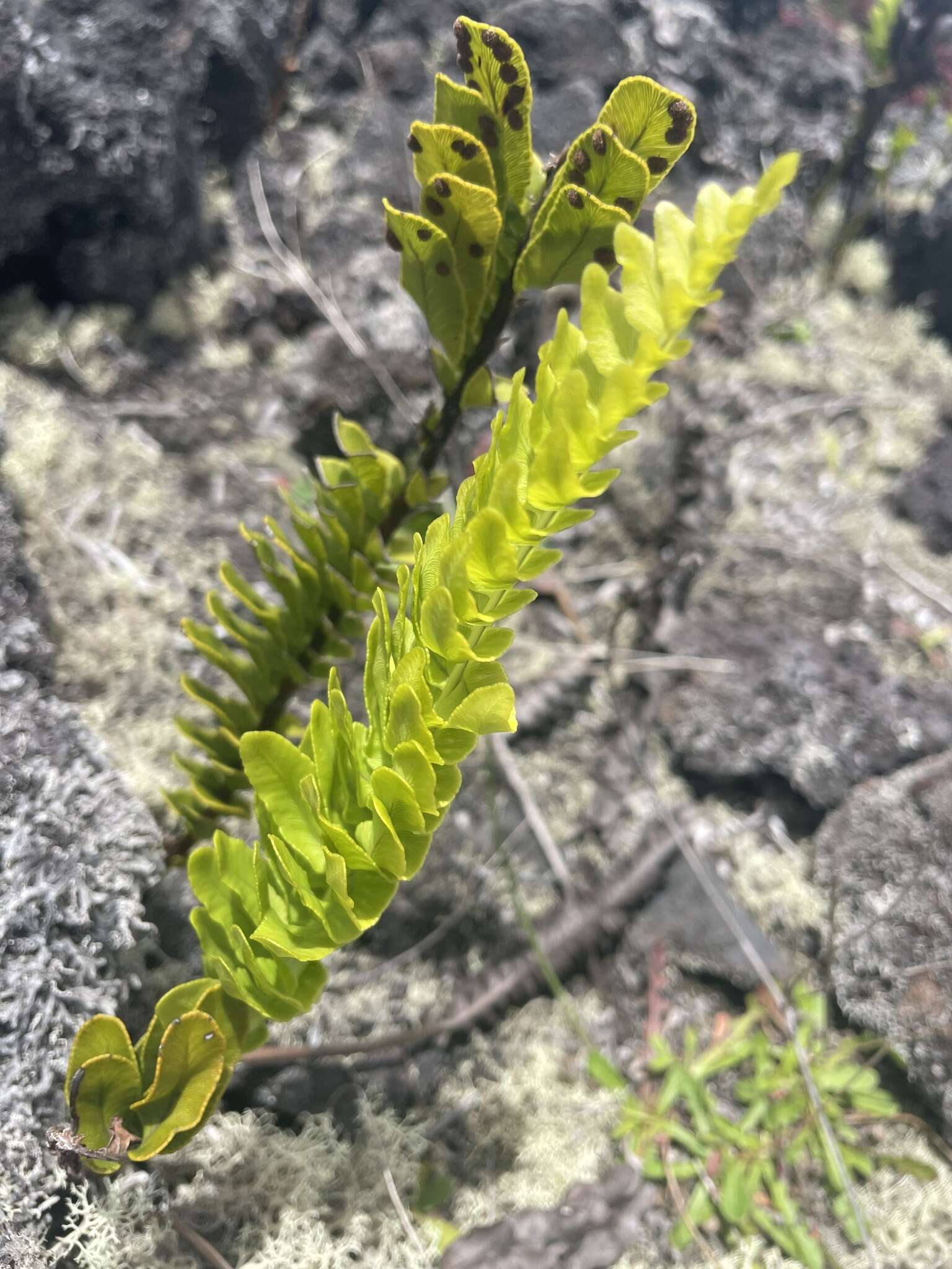 Plancia ëd Polypodium pellucidum Kaulf.