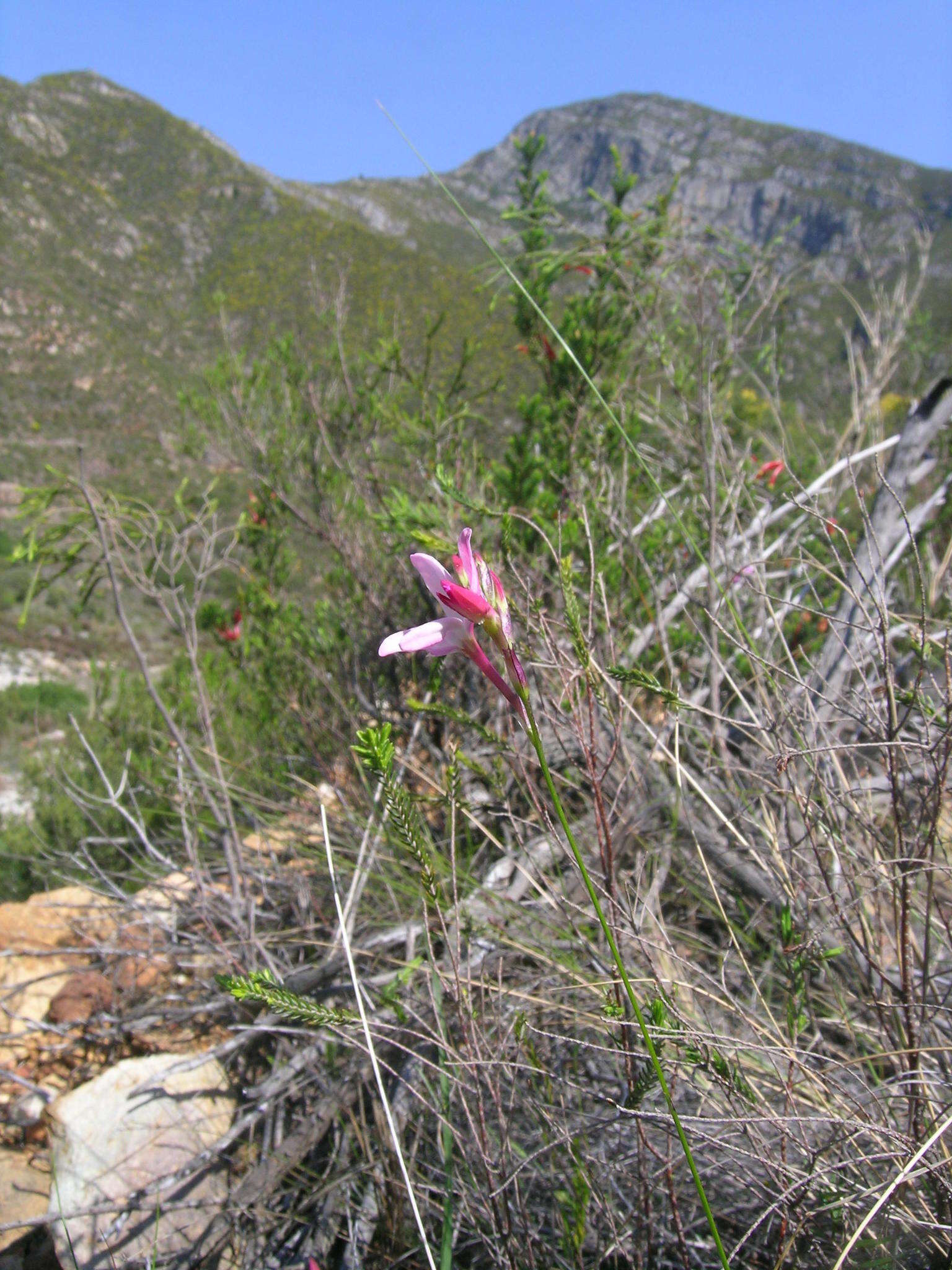 صورة Ixia stohriae L. Bolus