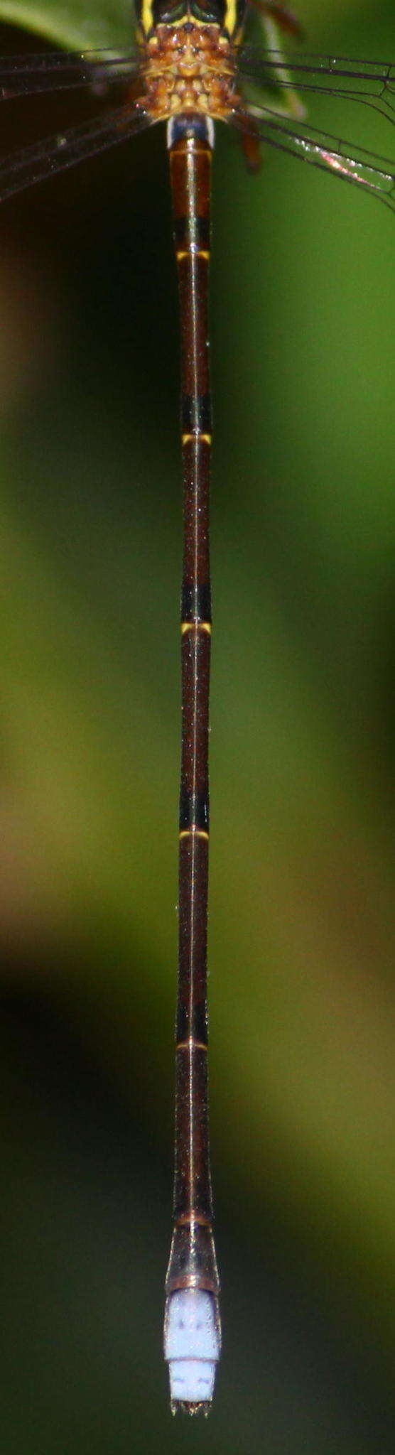 Image of White Malachite