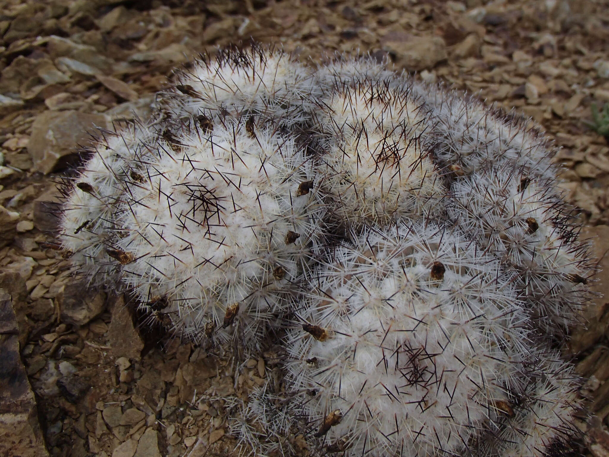 Mammillaria neopalmeri R. T. Craig的圖片