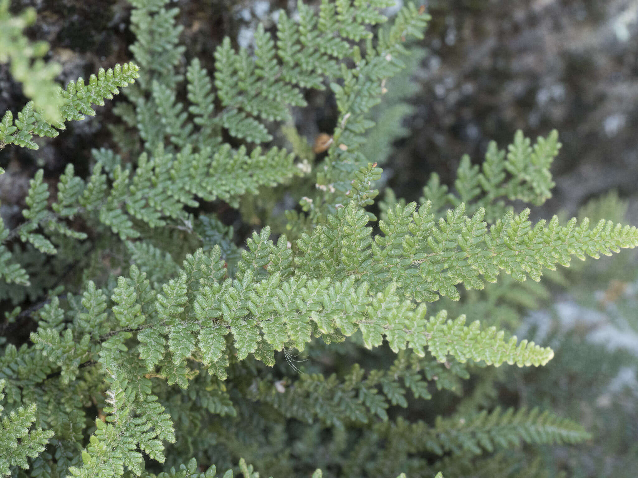 Image of lace lipfern