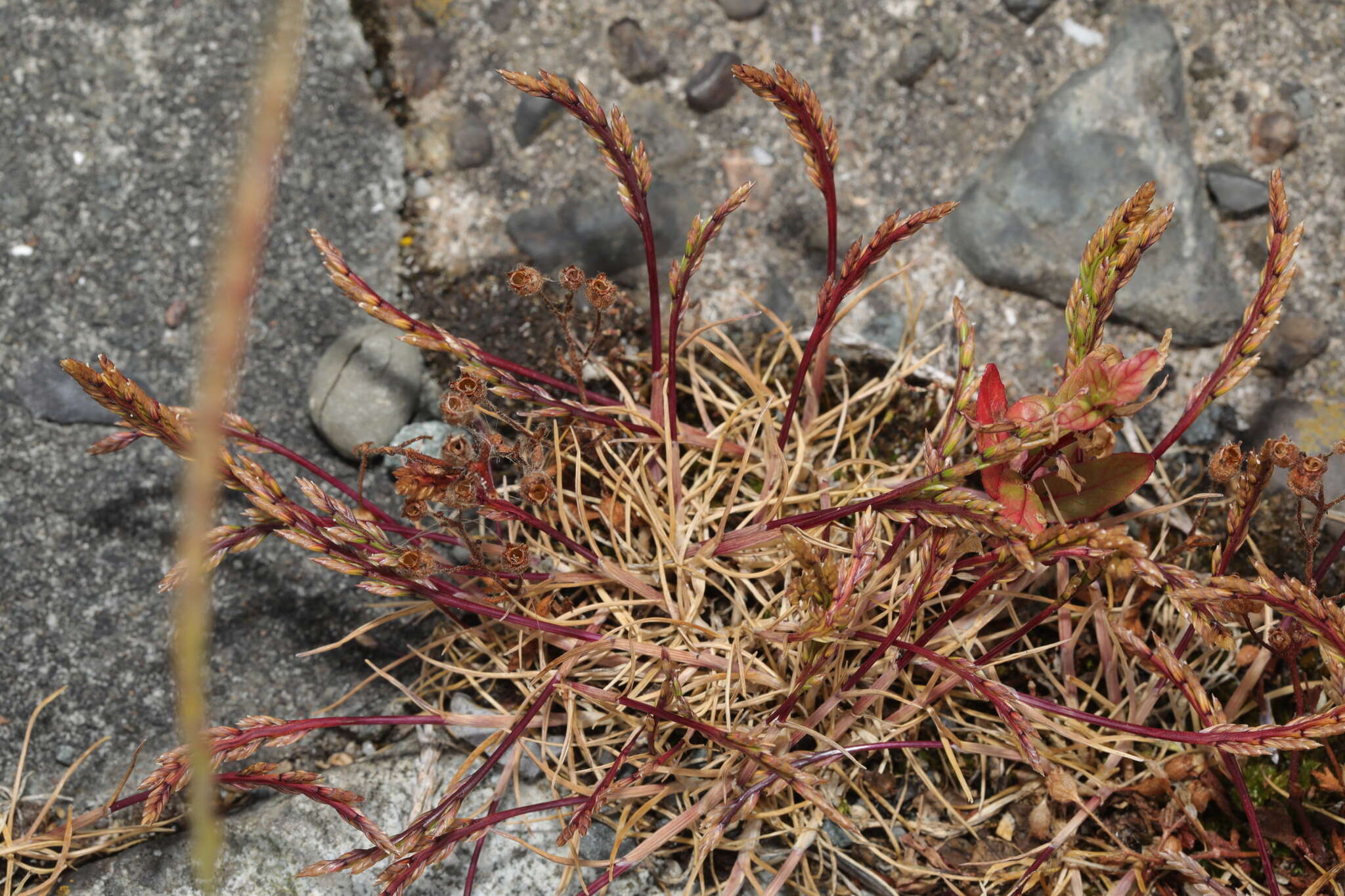 Слика од Catapodium marinum (L.) C. E. Hubb.