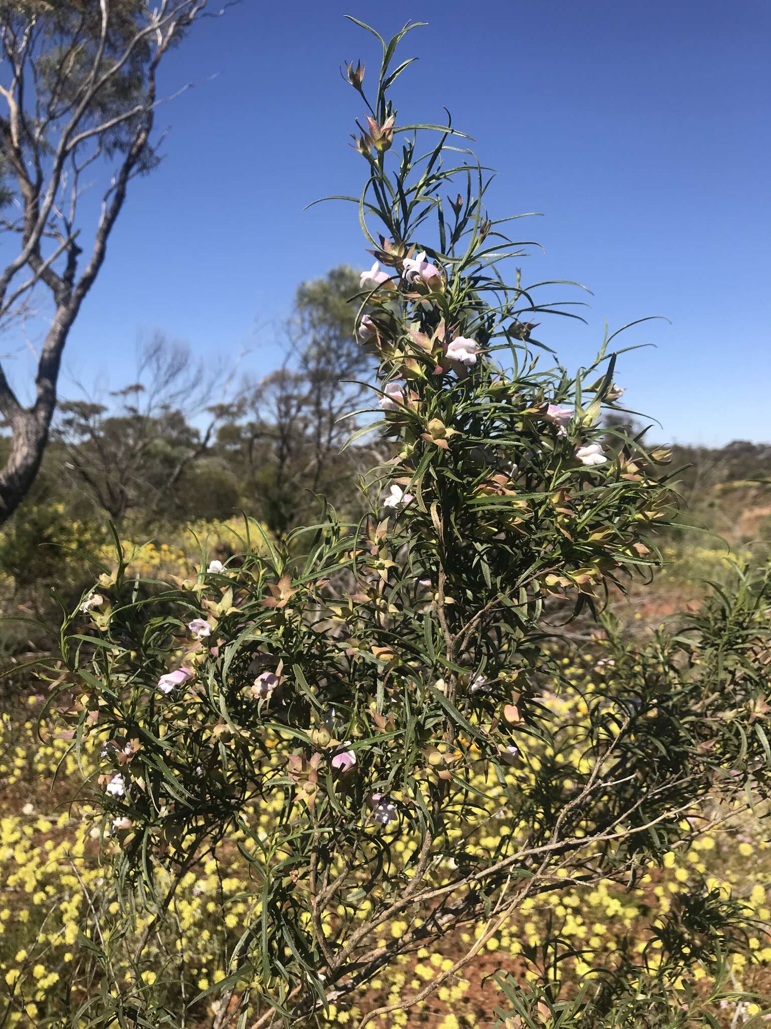 Image of Eremophila clarkei Oldfield & F. Muell.