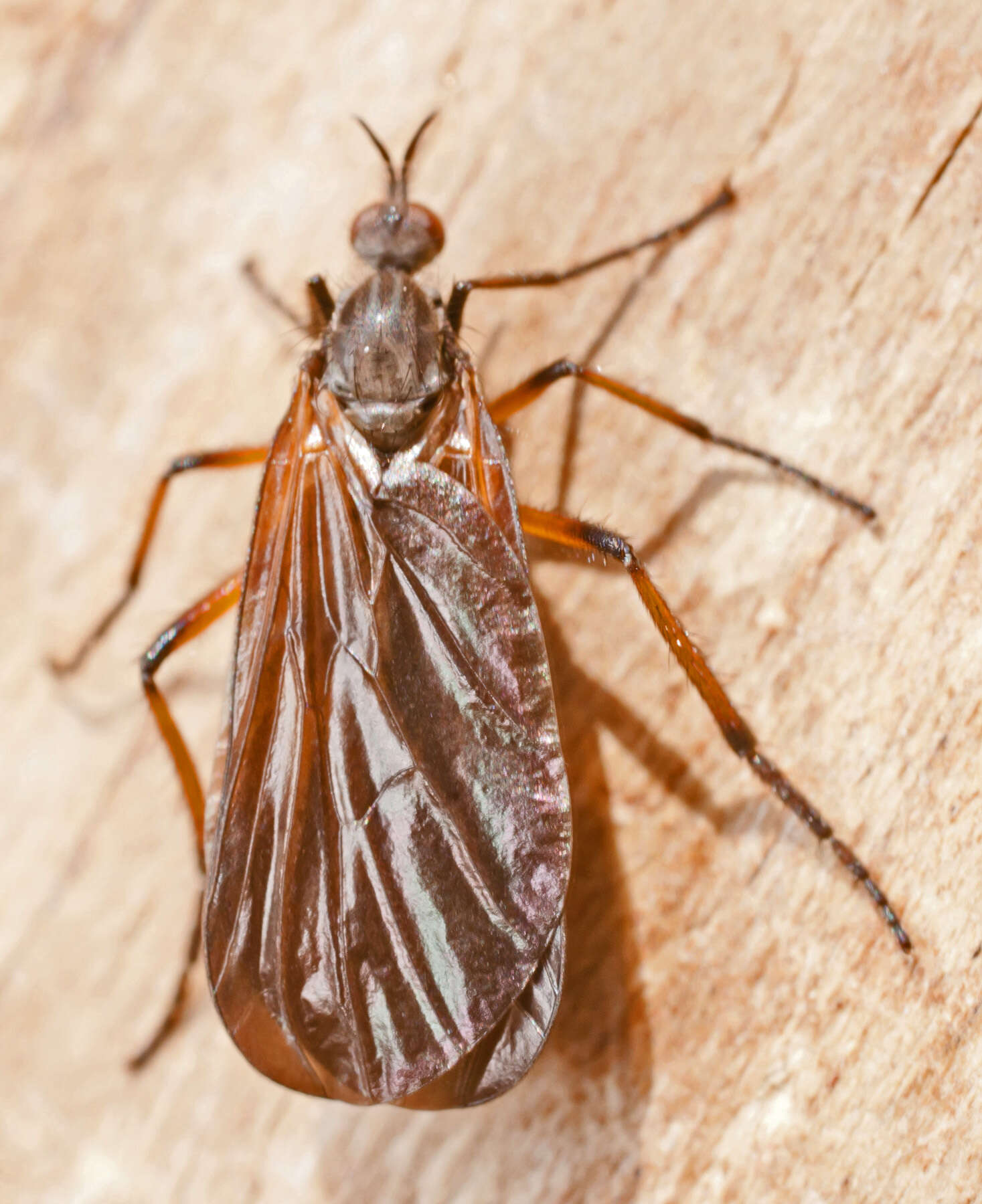 Imagem de Empis borealis Linnaeus 1758