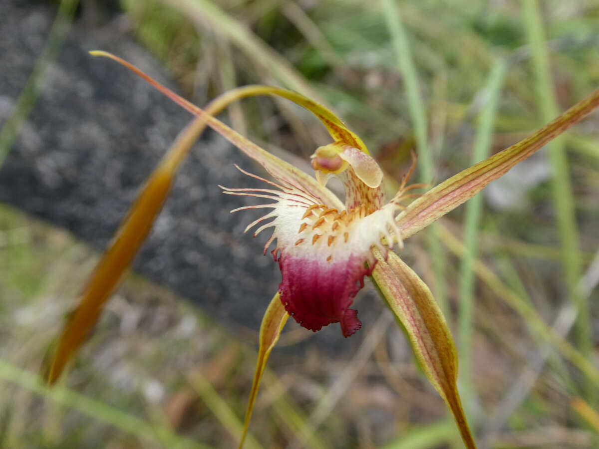 Image of Rusty spider orchid