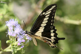 Image of Ornythion Swallowtail