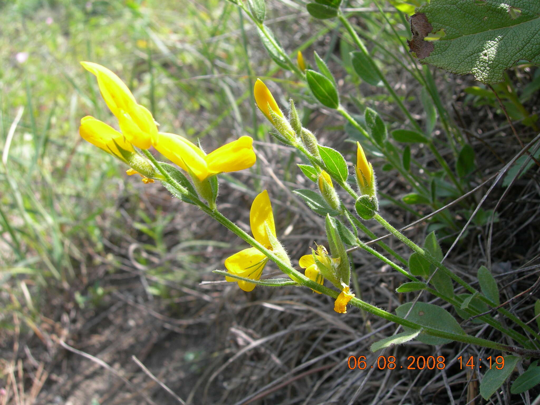 Слика од Genista humifusa L.