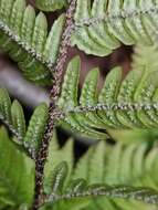 Image de Dryopteris setosa (Thunb. ex Murr.) Akasawa