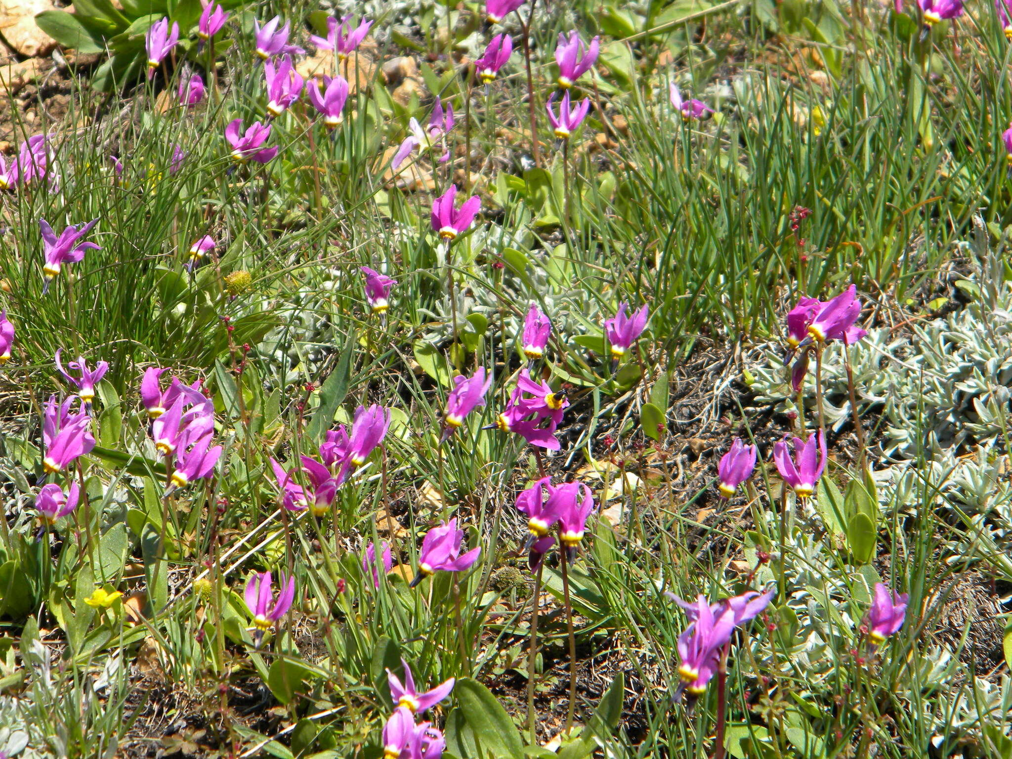 Dodecatheon pulchellum subsp. pauciflorum (Dur.) Hulten resmi