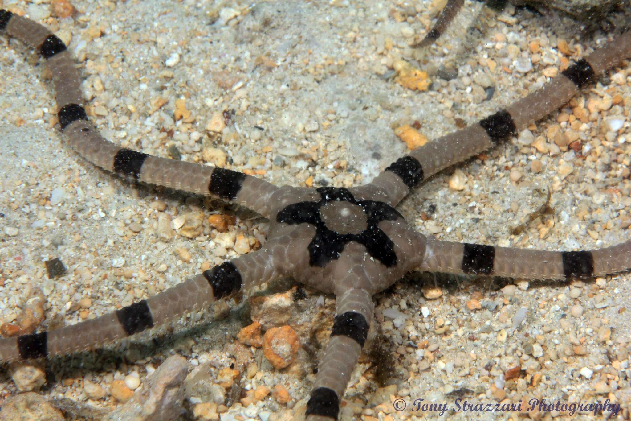 Image of Banded Brittle Star