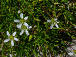 Imagem de Sabulina austriaca (Jacq.) Rchb.