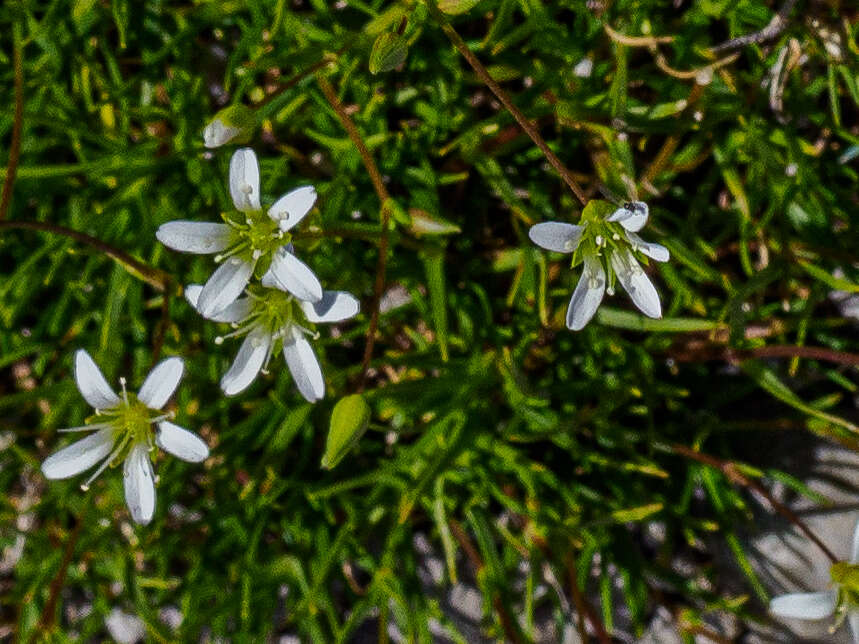 Imagem de Sabulina austriaca (Jacq.) Rchb.