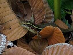 Image of Madagascar Girdled Lizard