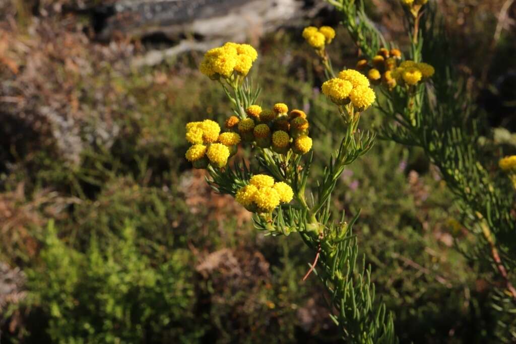 Image of Athanasia linifolia Burm. fil.