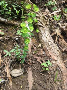 Image of tinted woodland spurge