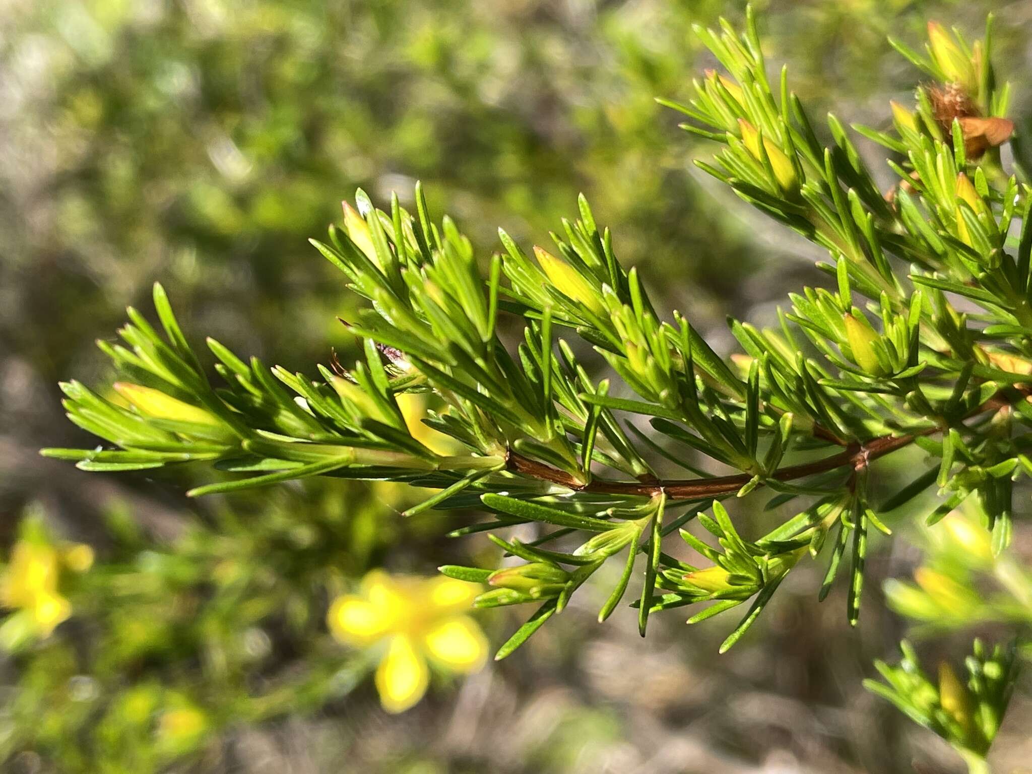 Image of Apalachicola St. John's-Wort