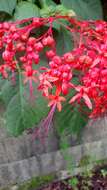 Imagem de Clerodendrum japonicum (Thunb.) Sweet