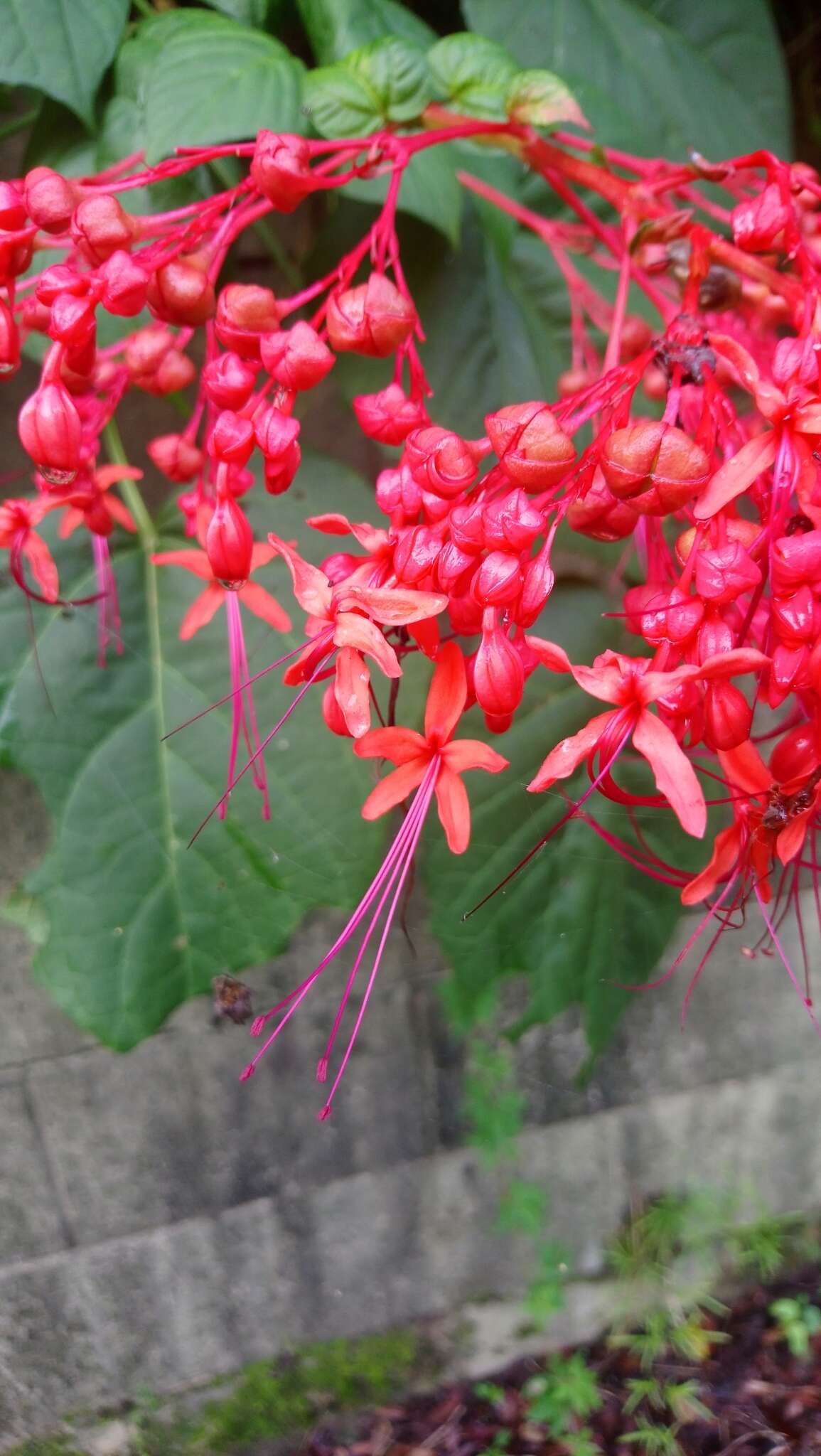 Imagem de Clerodendrum japonicum (Thunb.) Sweet