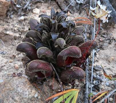 Hyobanche atropurpurea Bolus的圖片