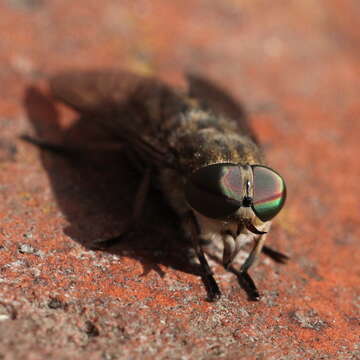 Image of Tabanus bromius Linnaeus 1758