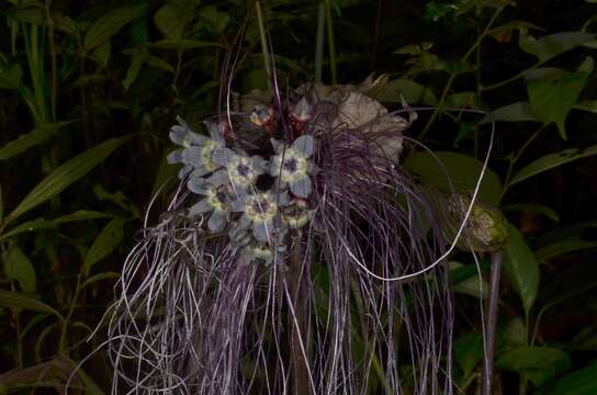 Image of black bat flower