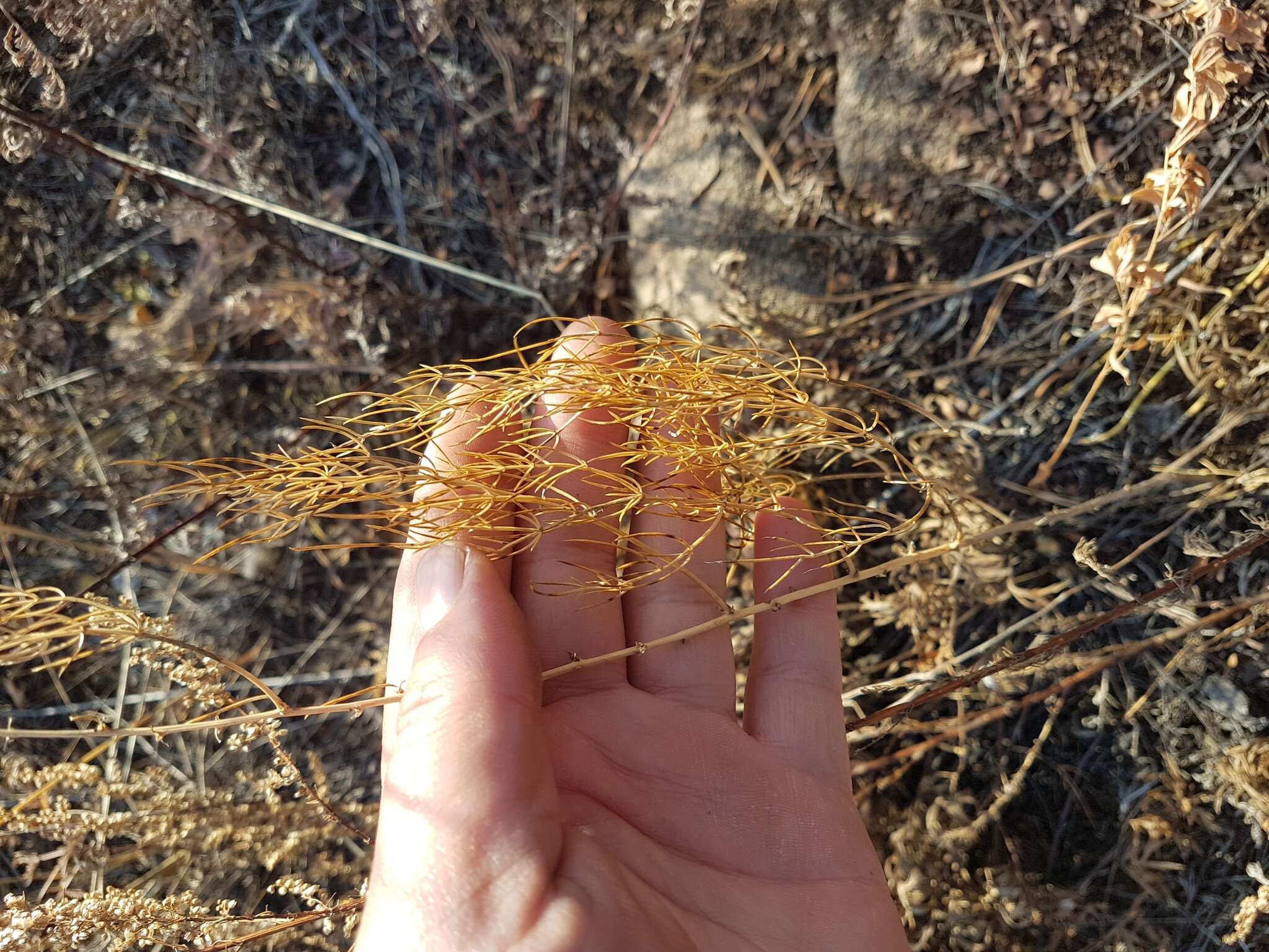 Image of Asparagus burjaticus Peschkova