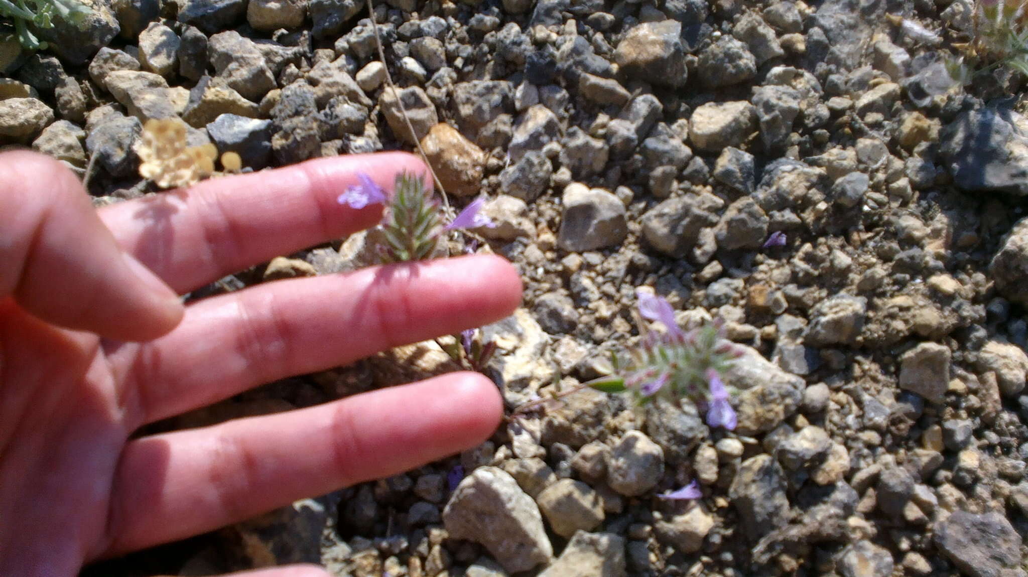 Image of Ziziphora taurica subsp. taurica