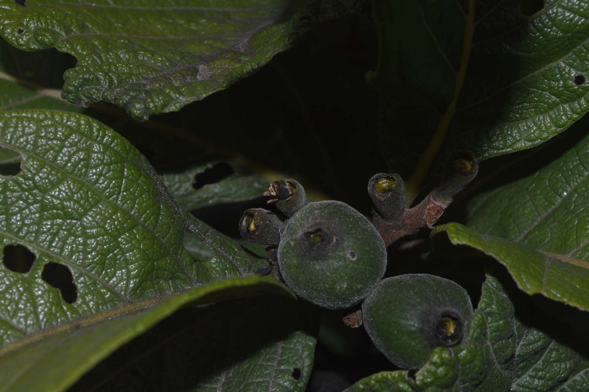 Image of Tocoyena formosa (Cham. & Schltdl.) K. Schum.