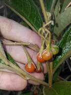 Image of Solanum subumbellatum Vell.