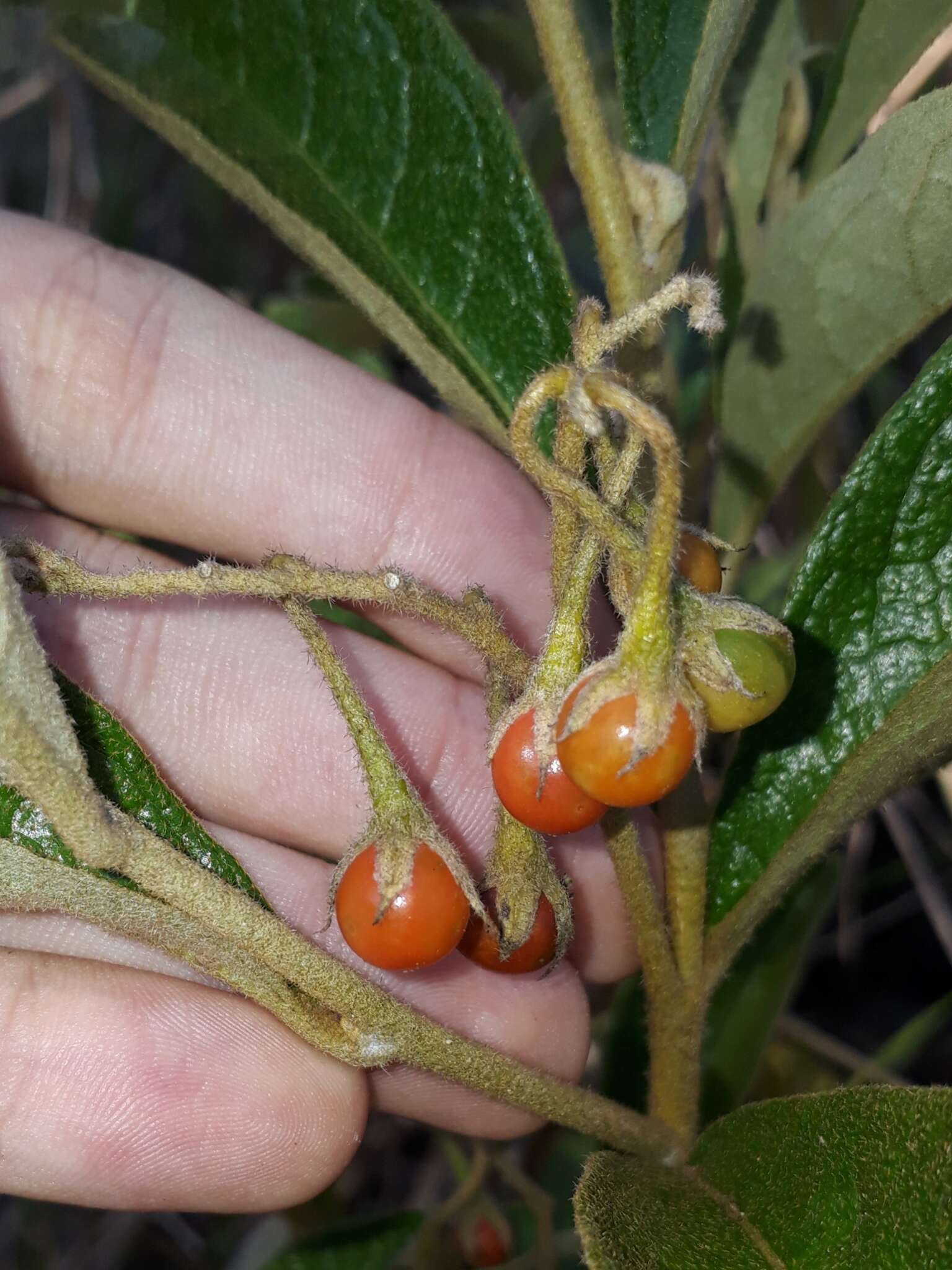 صورة Solanum subumbellatum Vell.