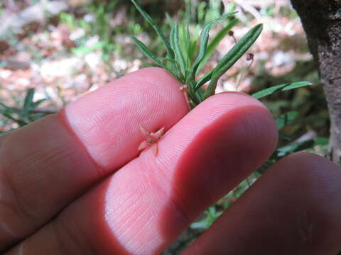 Image of dwarf euonymus