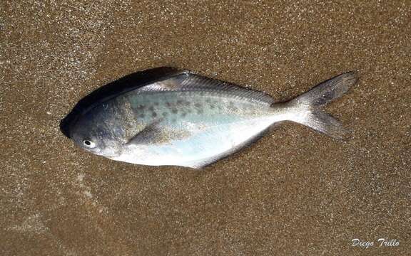 Image of Butterfish