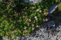 Sivun Saxifraga praetermissa D. A. Webb kuva