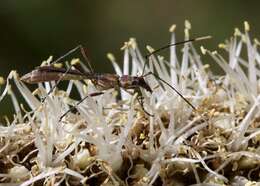 Image of Enchoptera apicalis Saunders 1850