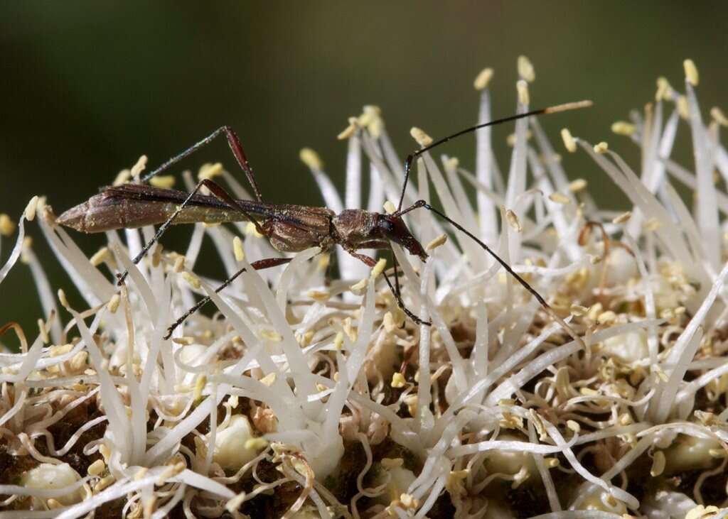 Image of Enchoptera apicalis Saunders 1850