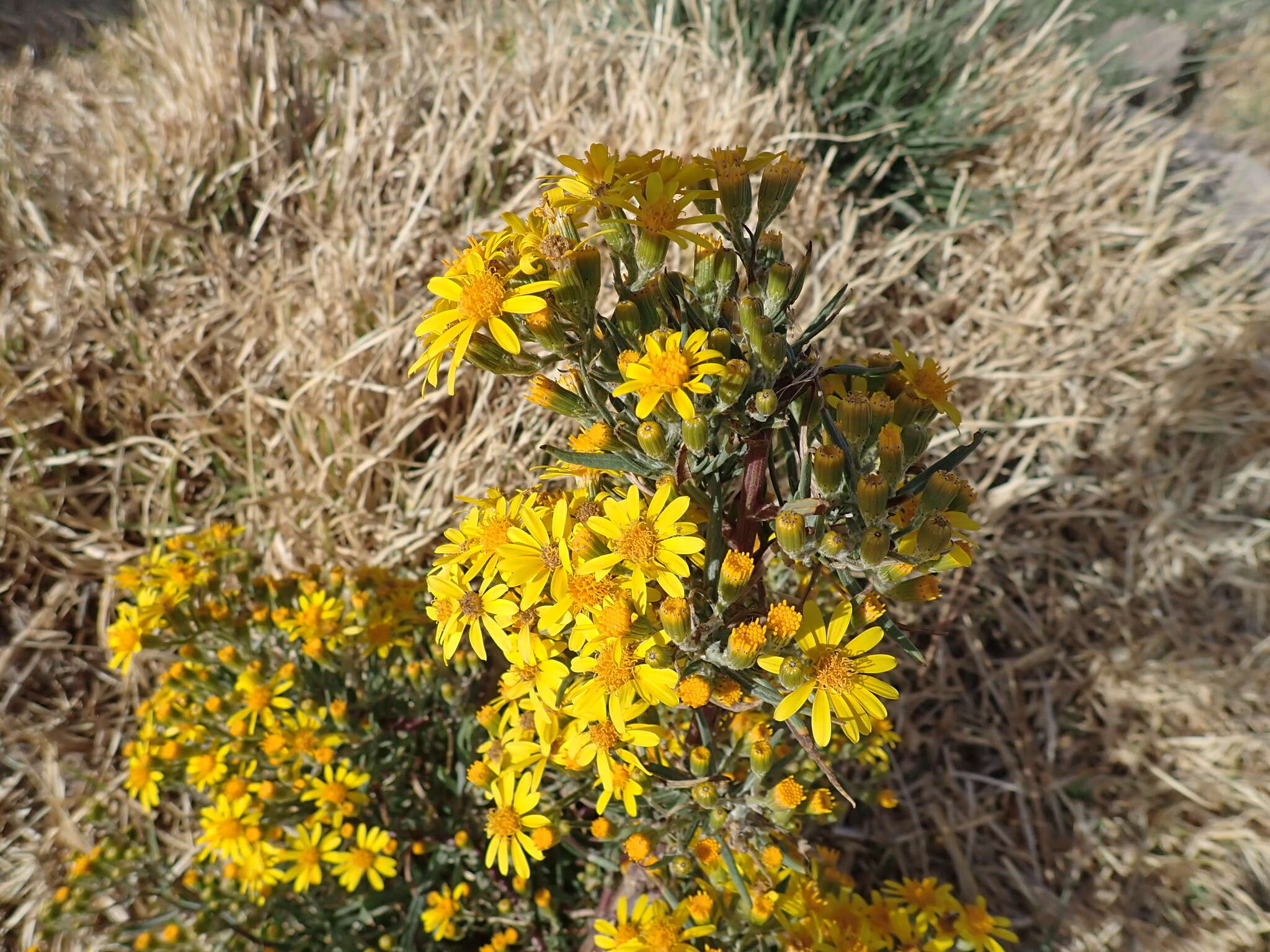 Sivun Senecio rudbeckiifolius Meyen & Walp. kuva